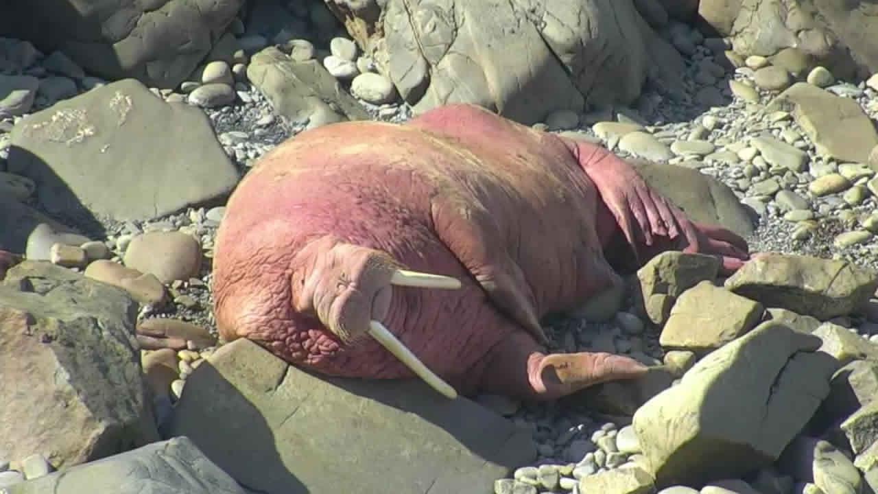 Round Top: Walrus Cam