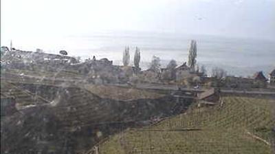 Bourg-en-Lavaux: Cully - Vines