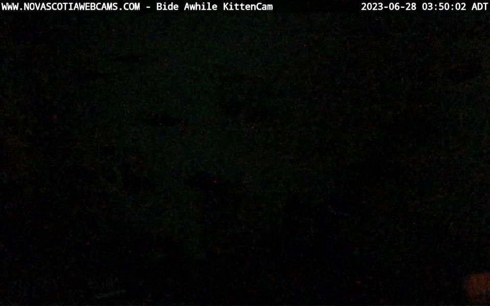 Traffic Cam Woodside Industrial Park: Bide Awhile KittenCam