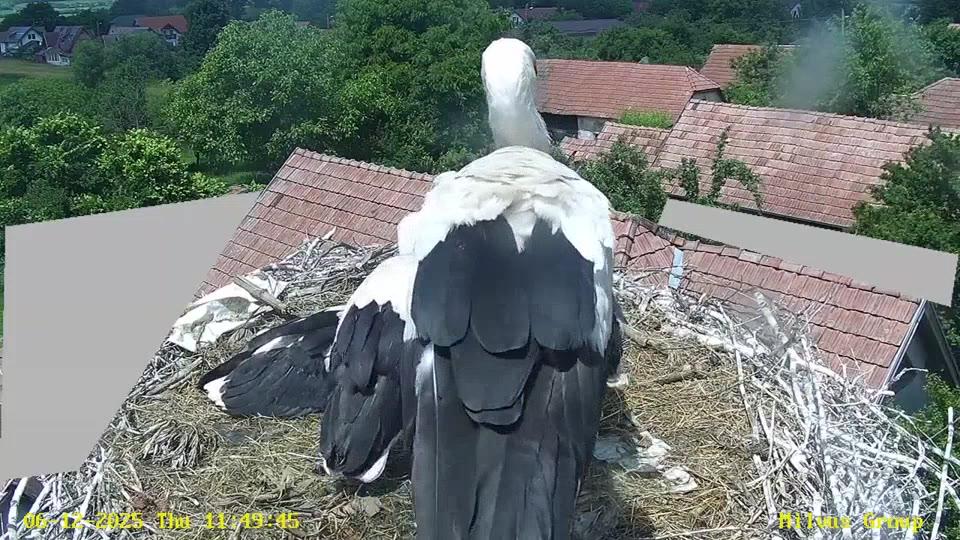 webcam live berze Dumbrăvioara