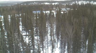 Denali Depot: Forest & Railroad Views