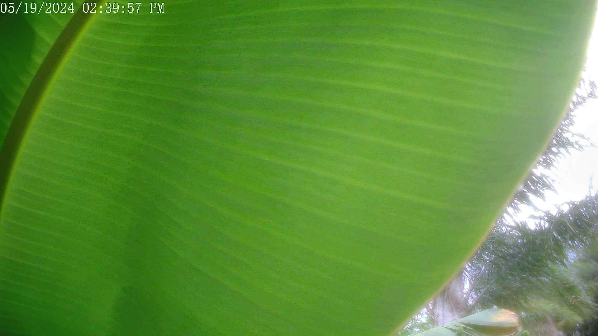 Juno Beach: Jupiters Weather Watch Webcam