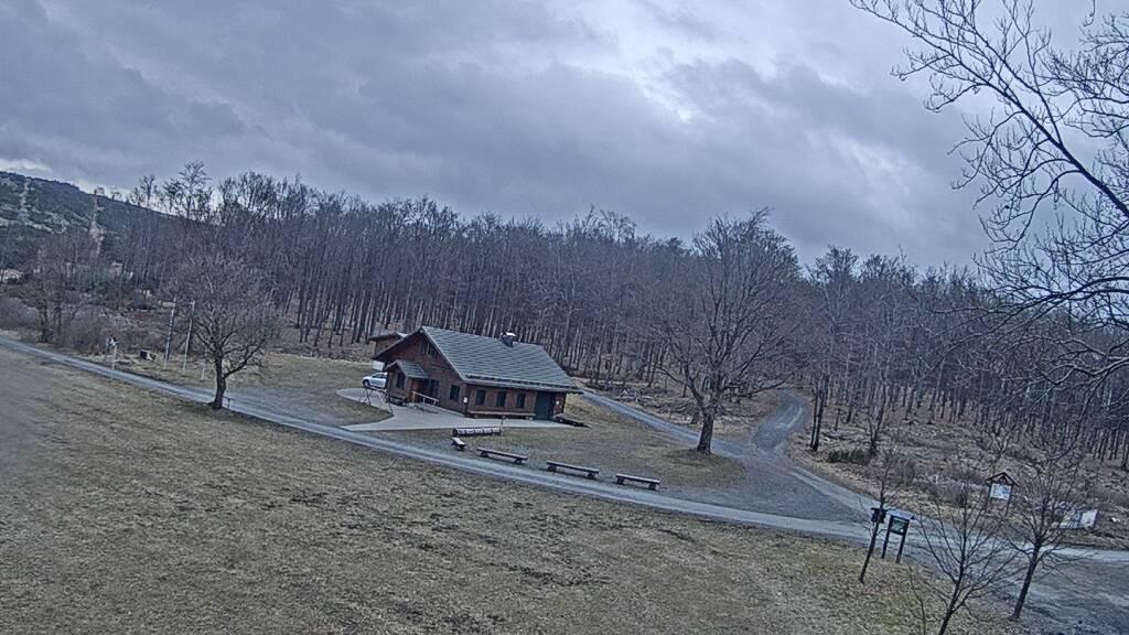 Wilderness Watch: Berleburg Forest Webcam