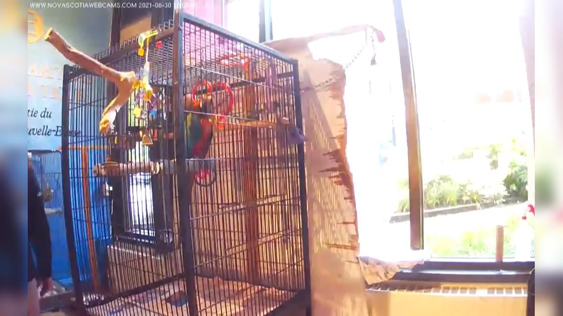 Traffic Cam Halifax: Merlin the Talking Parrot