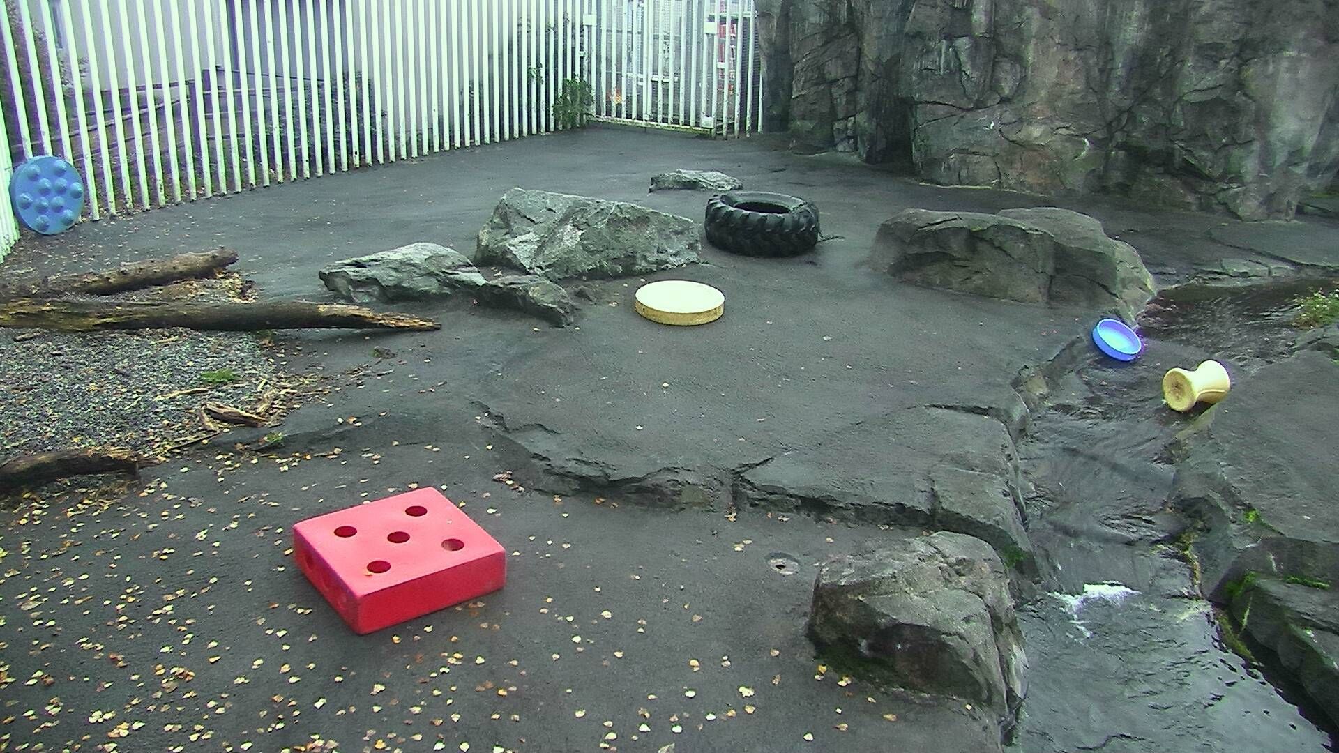 Traffic Cam Anchorage: Polar Bear