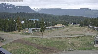 Area C forest webcam