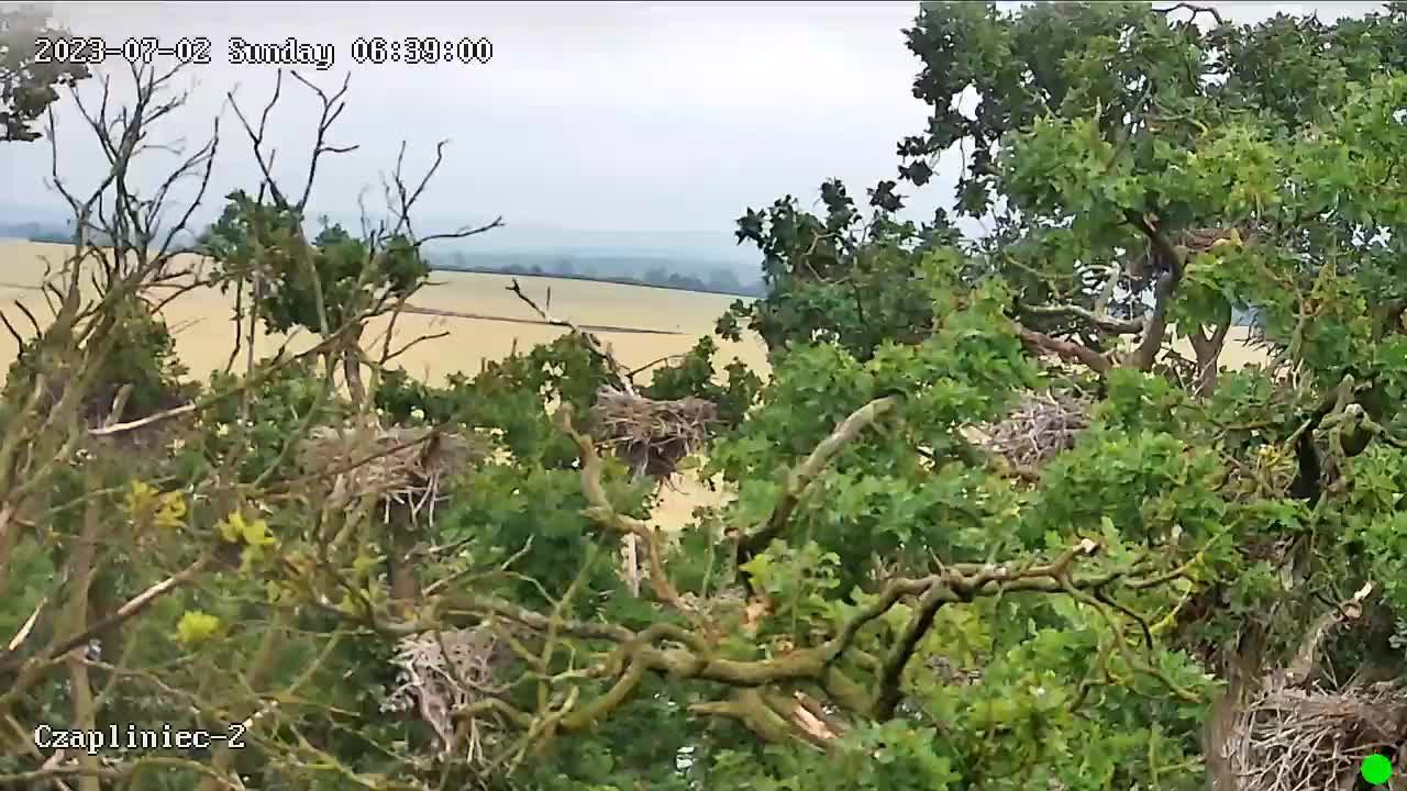 Traffic Cam Olsztyn: czapla2