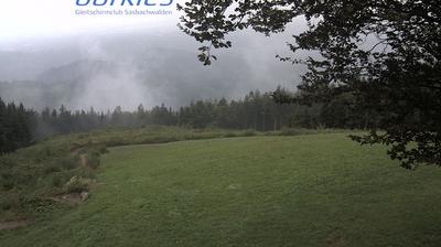 Waldsteg forest webcam