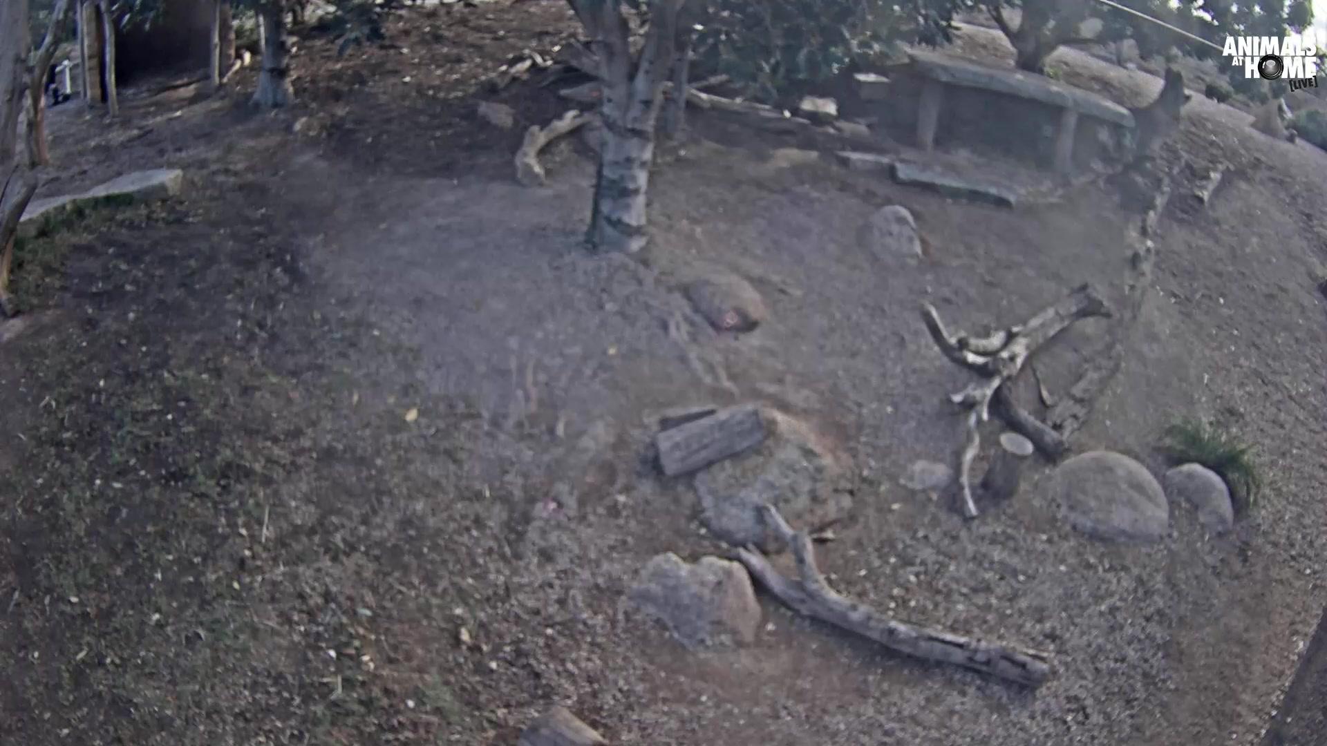 Werribee Open Range Zoo Cam Werribee Open Range Zoo Cam