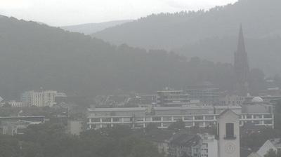 Rieselfeld forest webcam