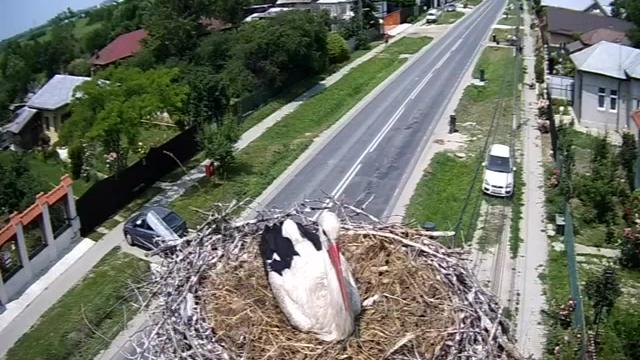 webcam live berze Răcari