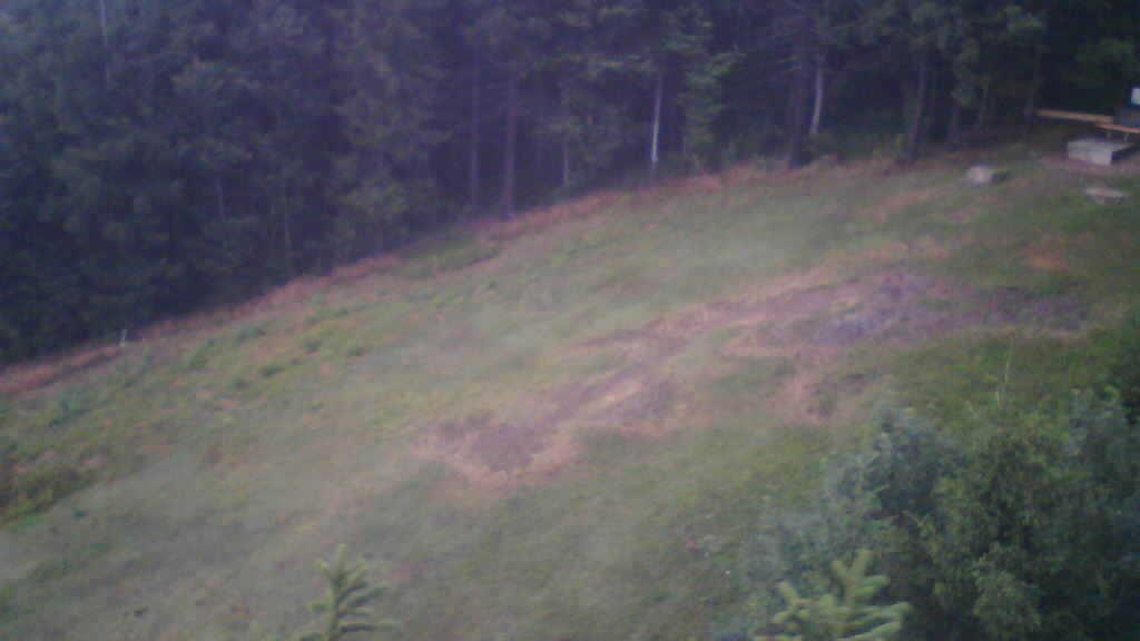 Horben forest Webcam