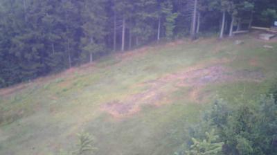 Horben forest webcam