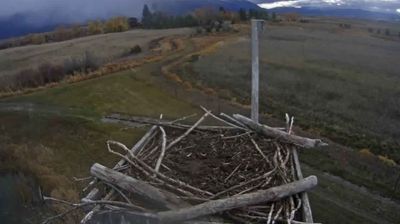 Charlotte: Charlo MT Osprey Cam