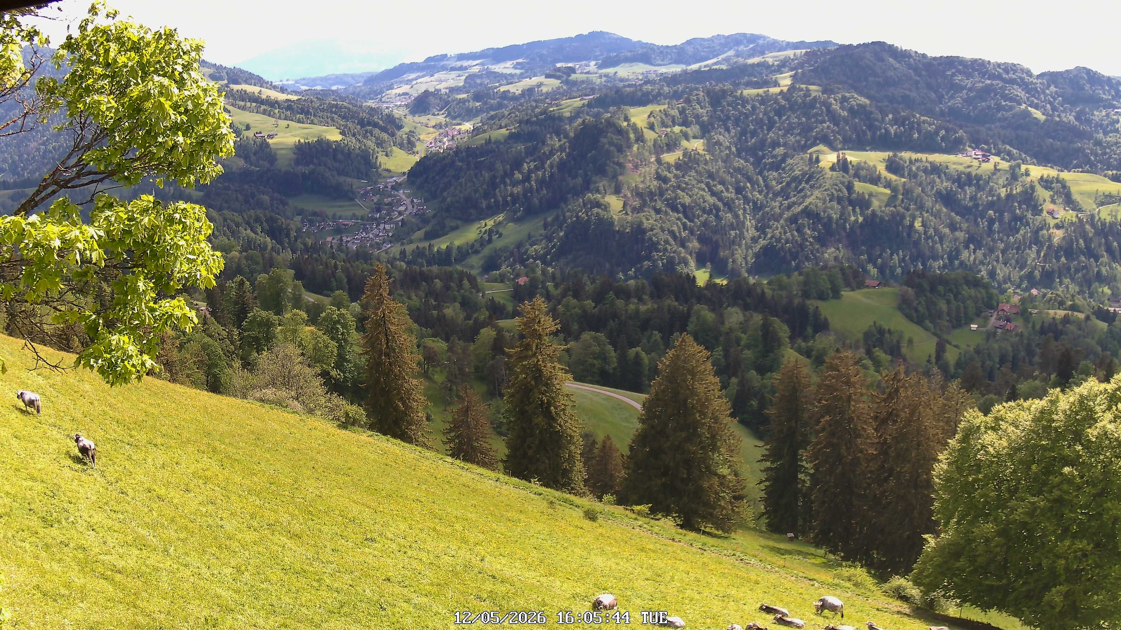 Fischenthal: Hörnli