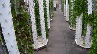 New Holland: Aeroponic Greenhouse - Day time