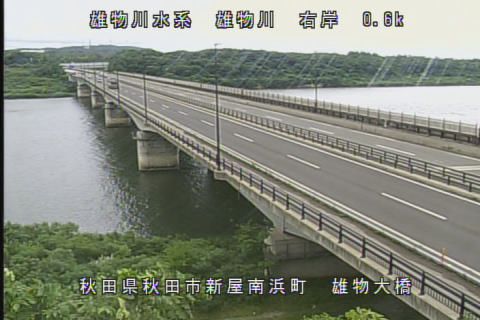 Akita during daytime