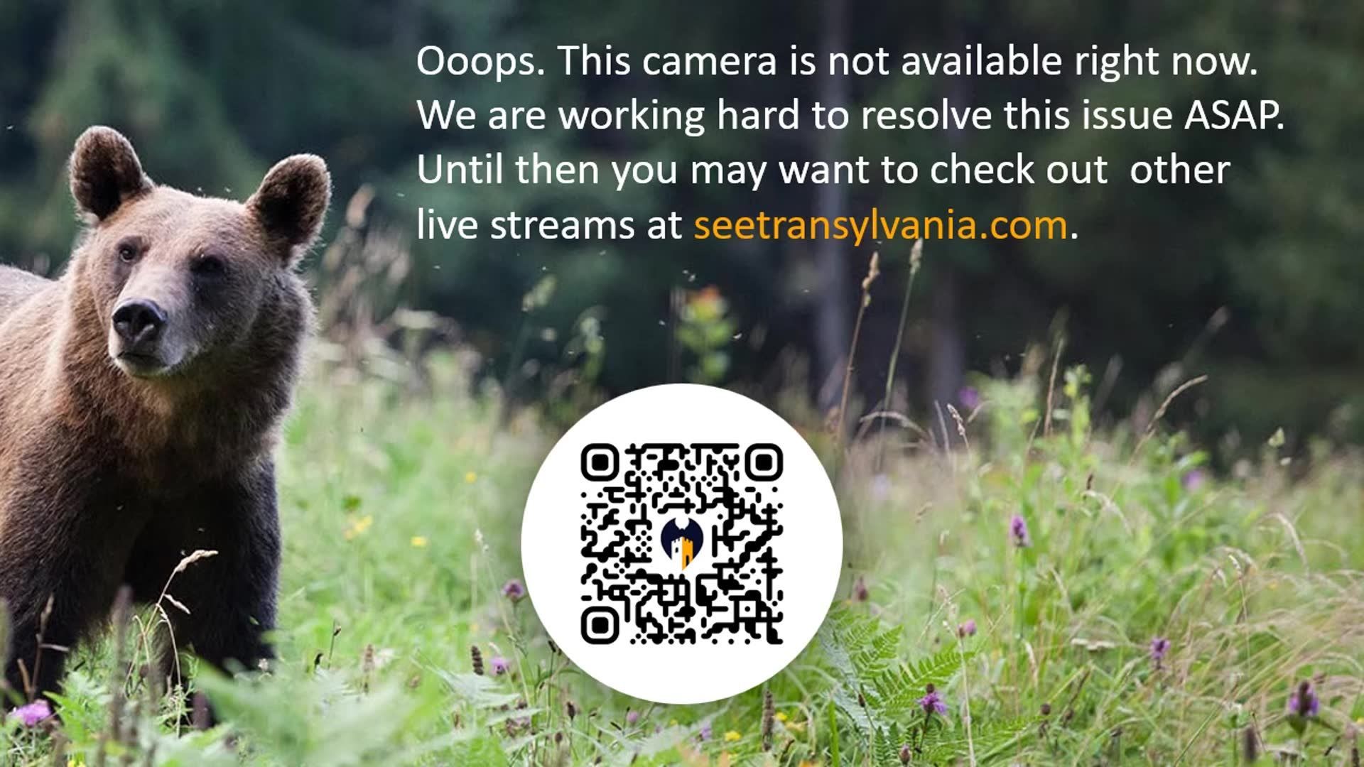 Traffic Cam Rasnov