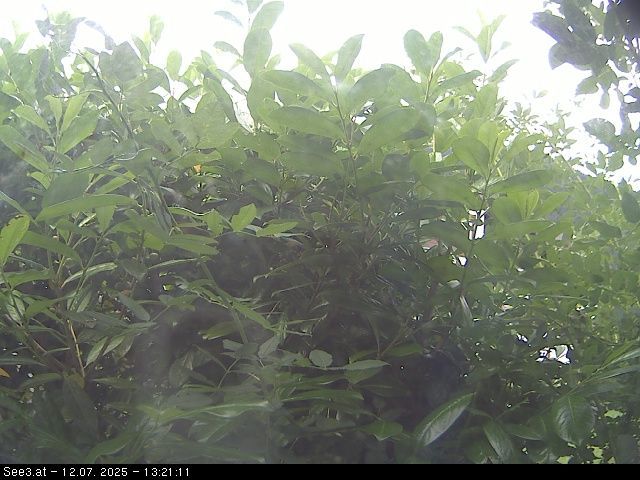 Traffic Cam Presseggersee: Appartements Tatschl [See3.at