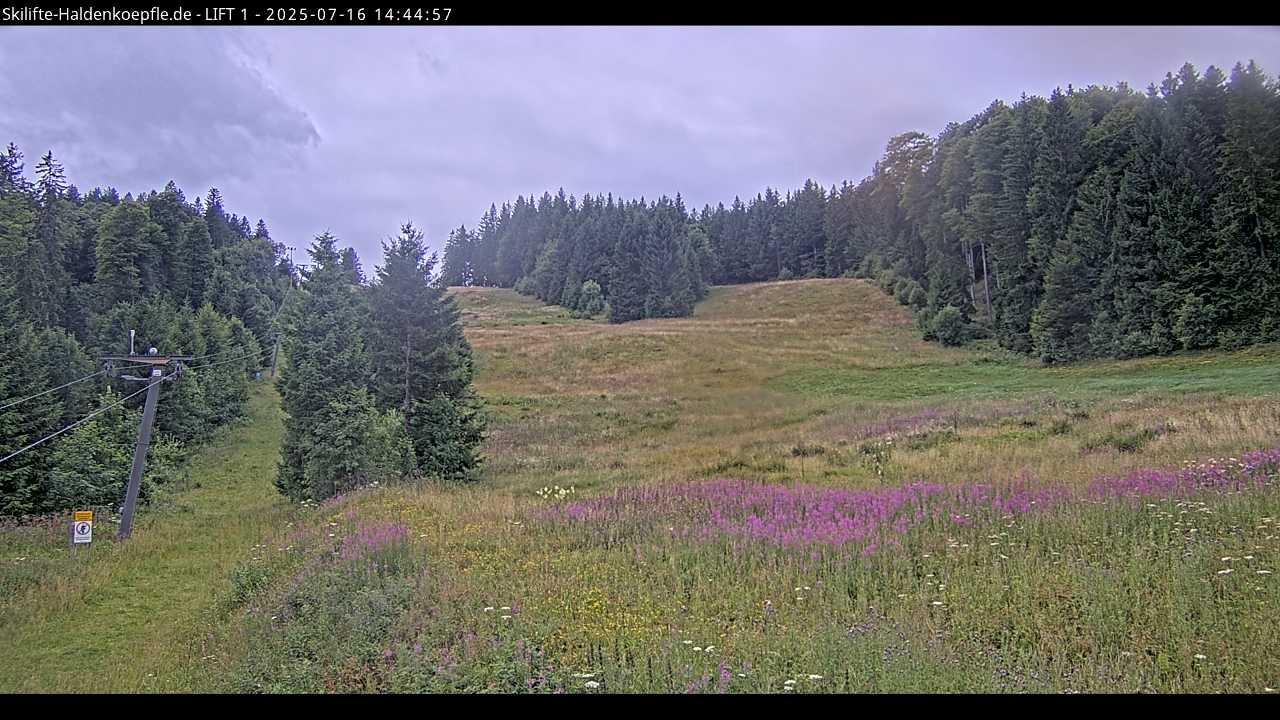 Notschrei forest Webcam