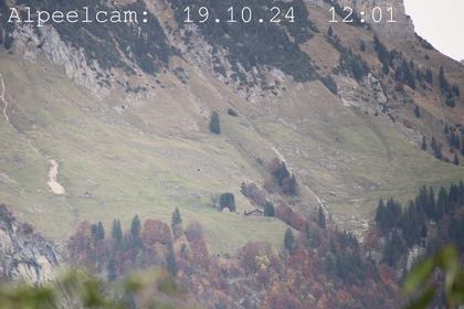 Sennwald: Alpeelcam