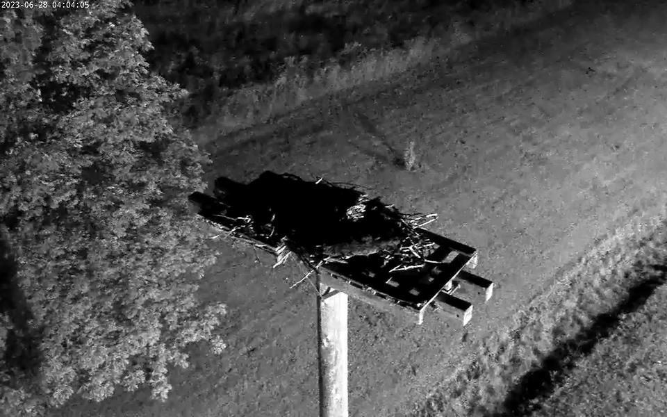 Traffic Cam Halifax: Osprey Cam