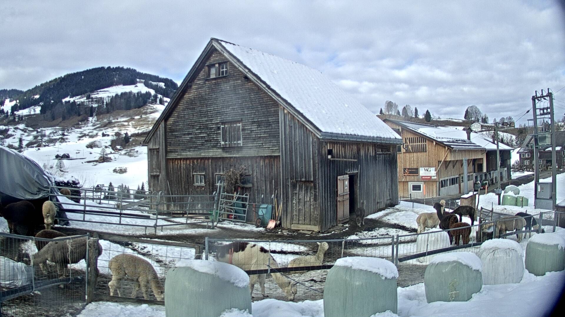 Stein: Toggenburg Alpakas