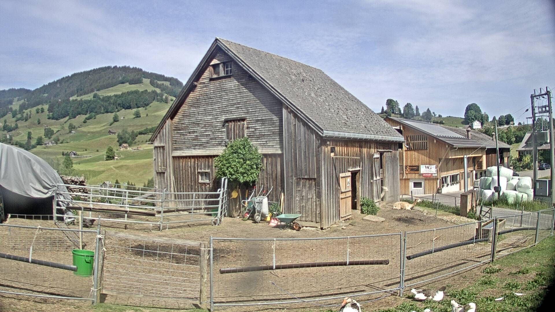 Nesslau: Stein: Toggenburg Alpakas