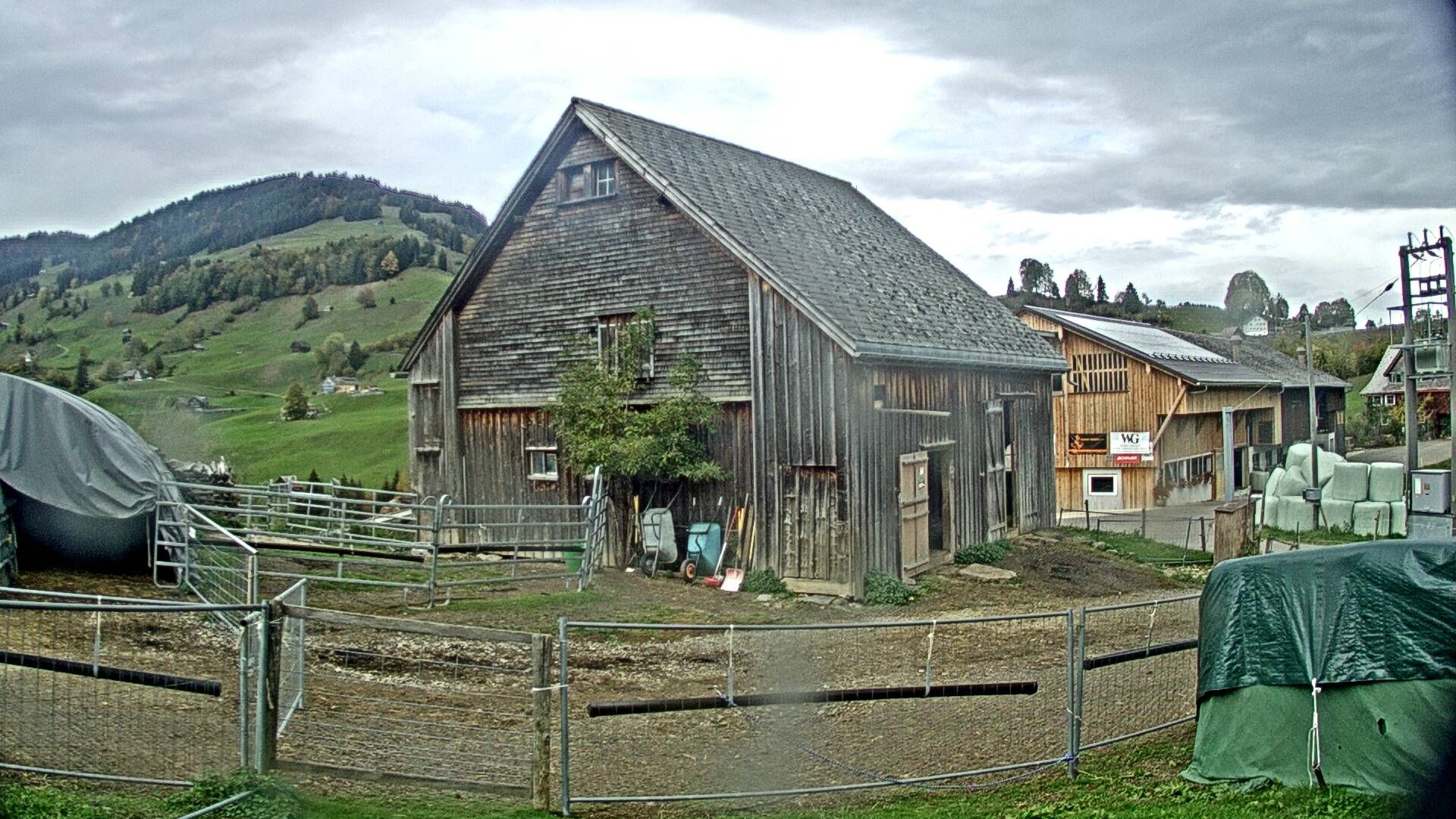 Nesslau: Stein: Toggenburg Alpakas