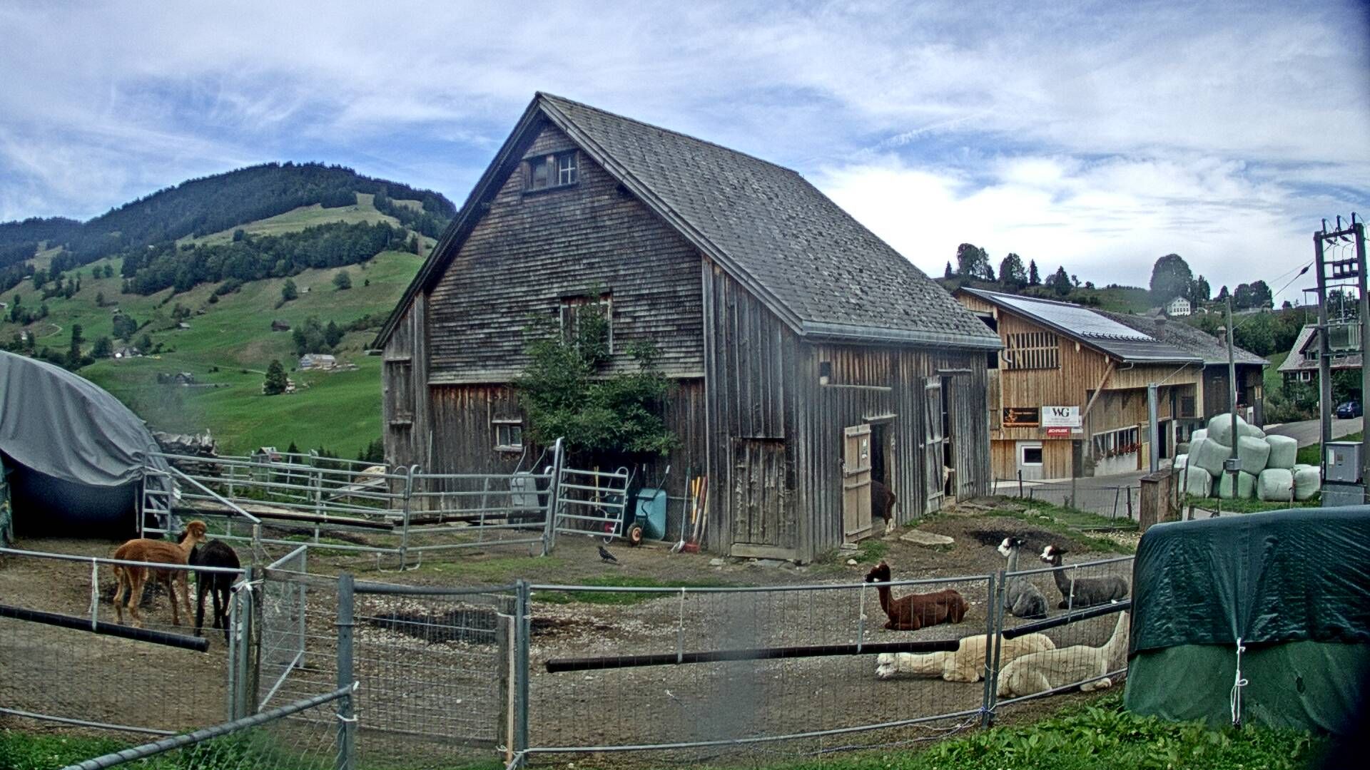 Nesslau: Stein: Toggenburg Alpakas