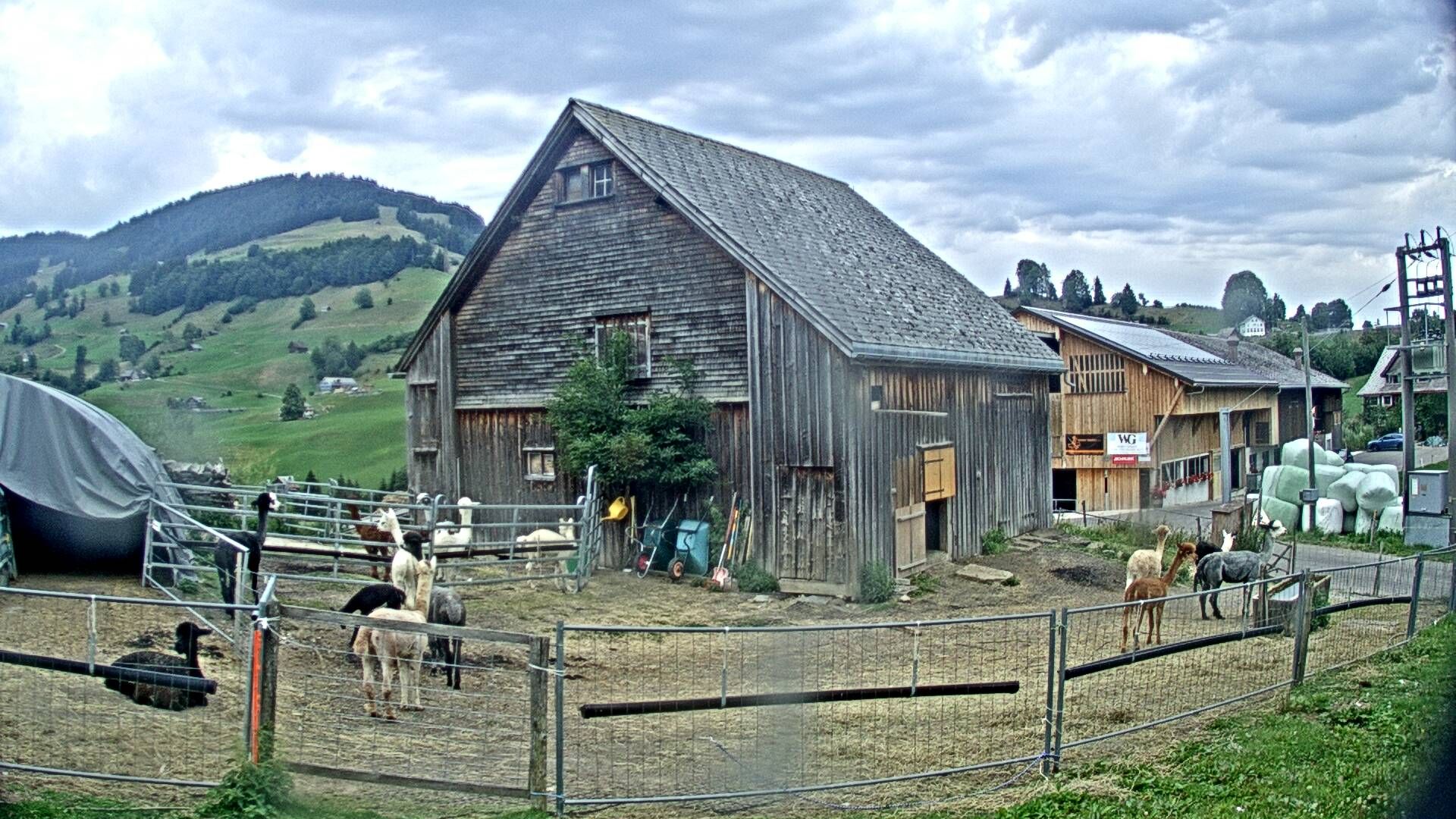 Nesslau: Stein: Toggenburg Alpakas