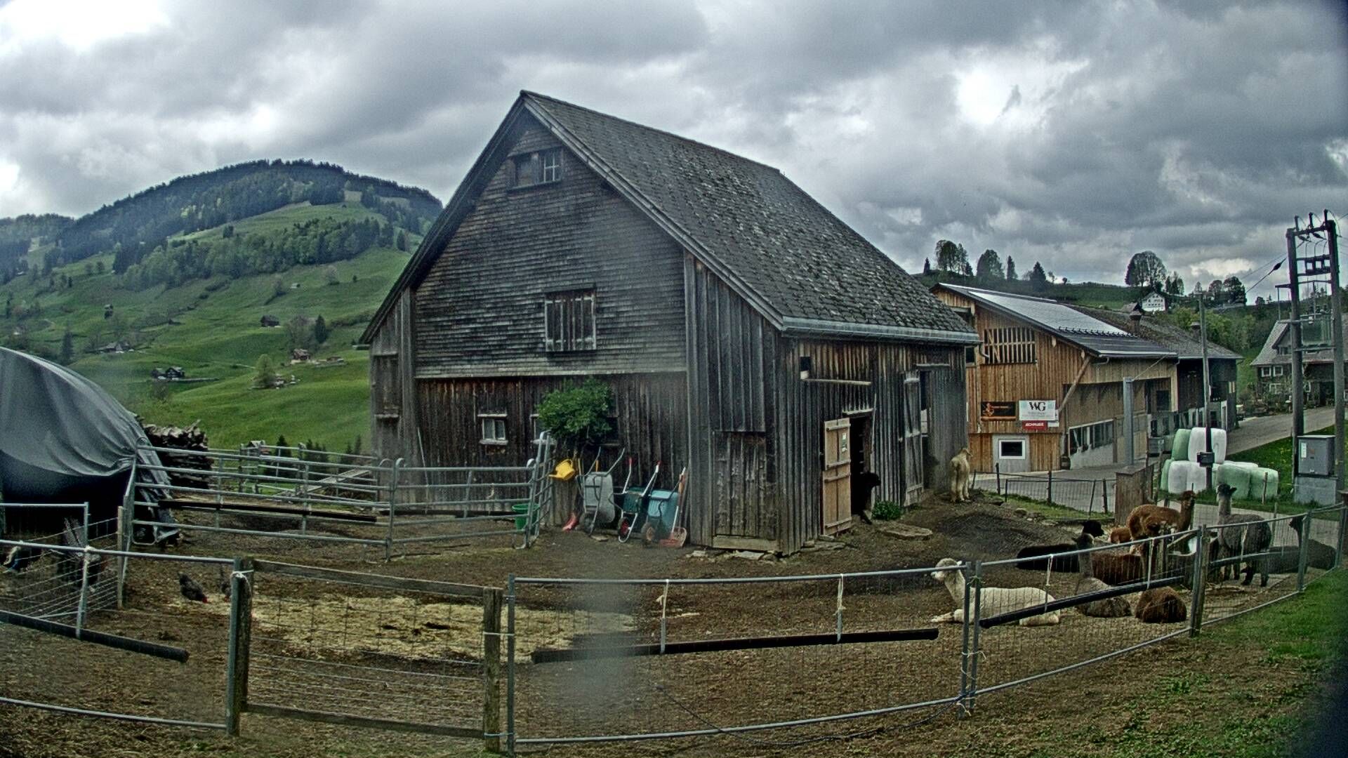 Nesslau: Stein: Toggenburg Alpakas