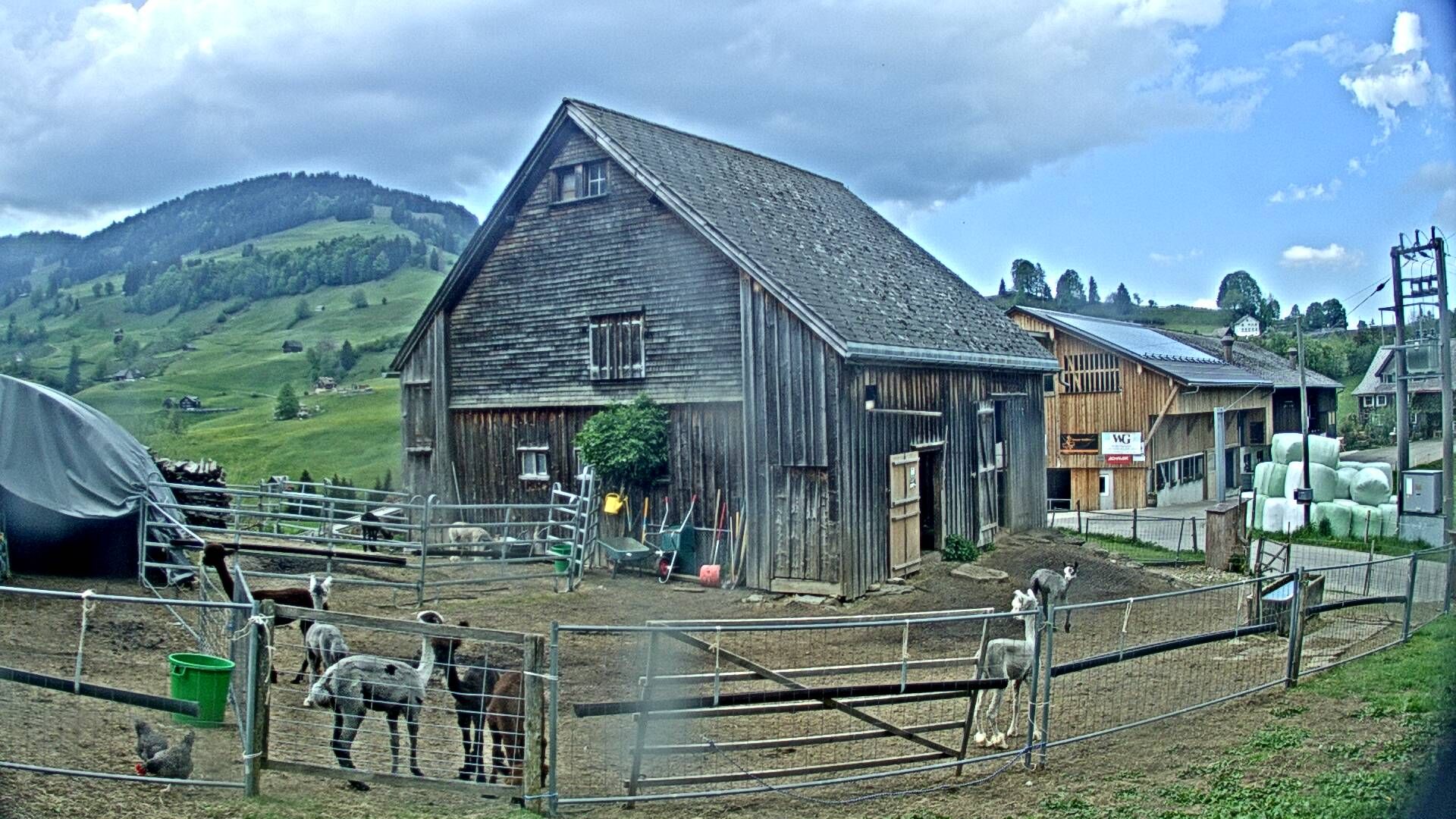 Nesslau: Stein: Toggenburg Alpakas