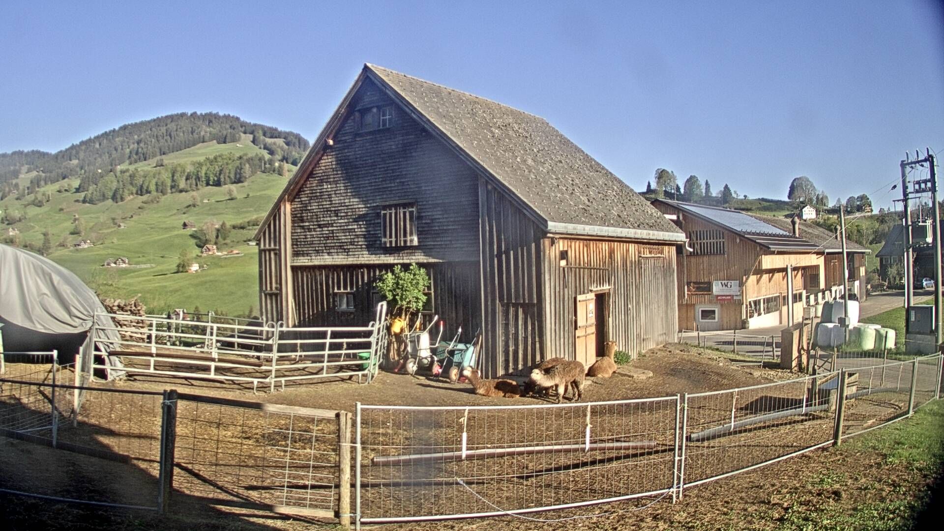 Nesslau: Stein: Toggenburg Alpakas