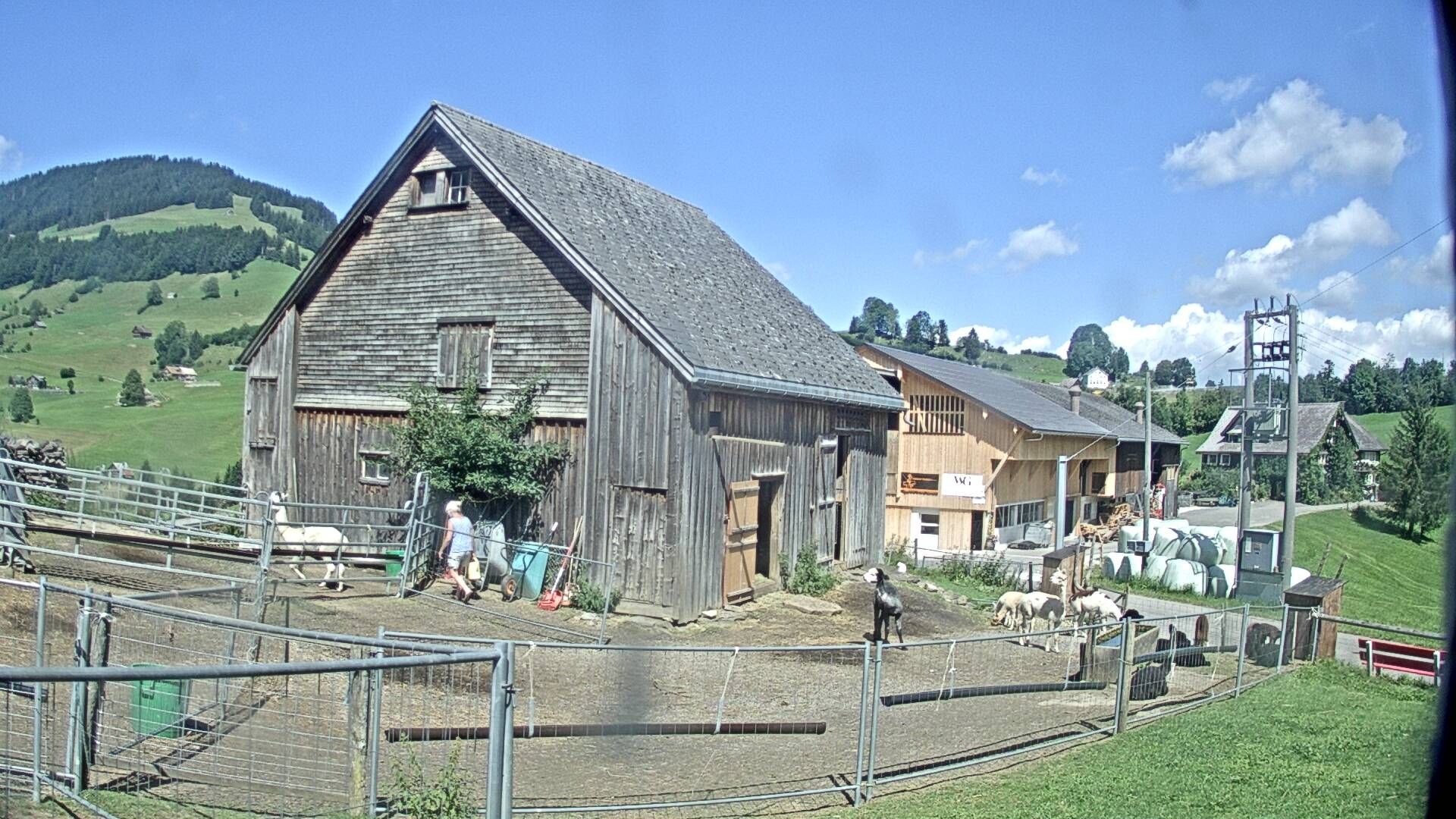 Stein: Toggenburg Alpakas