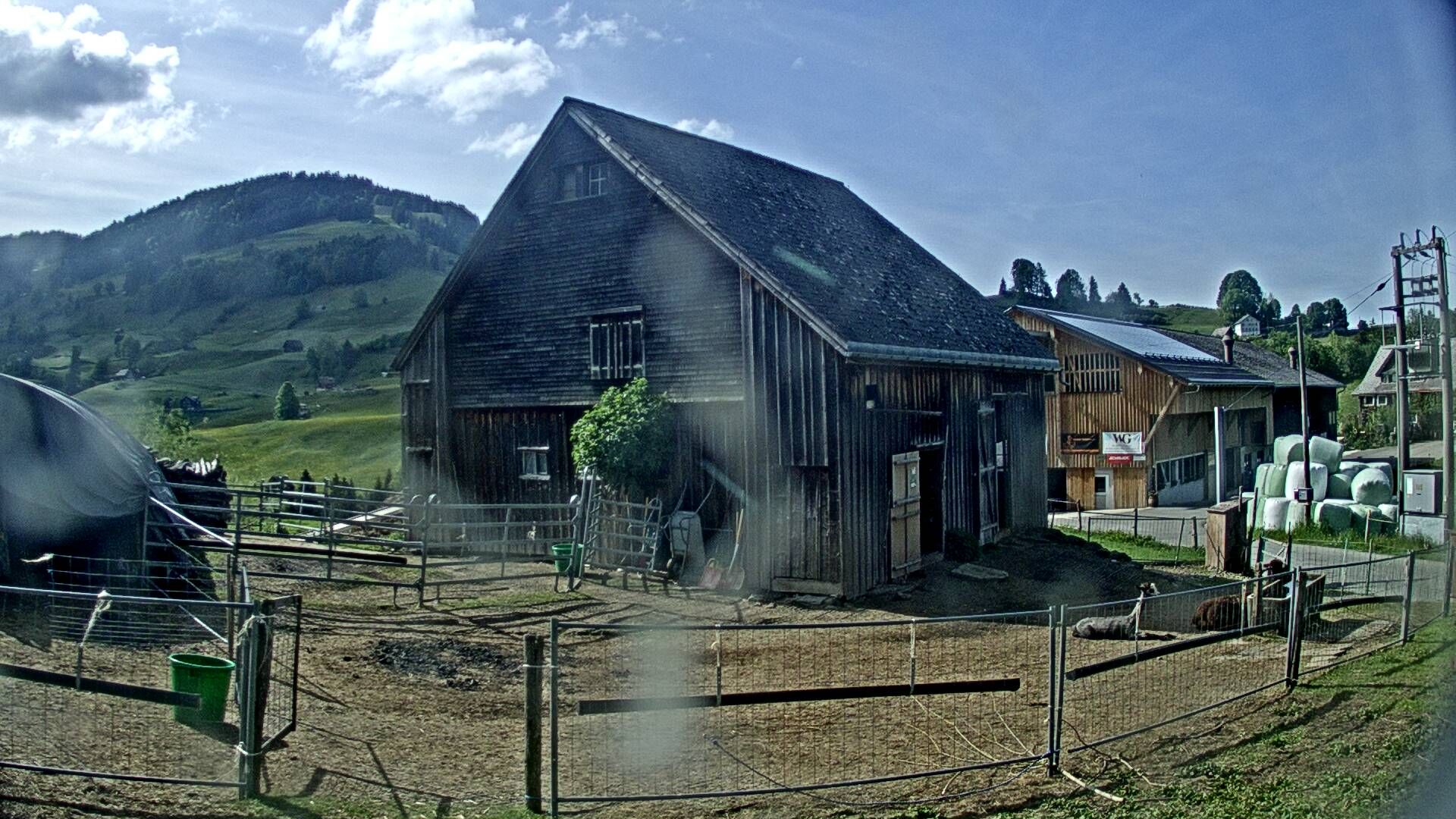 Nesslau: Stein: Toggenburg Alpakas
