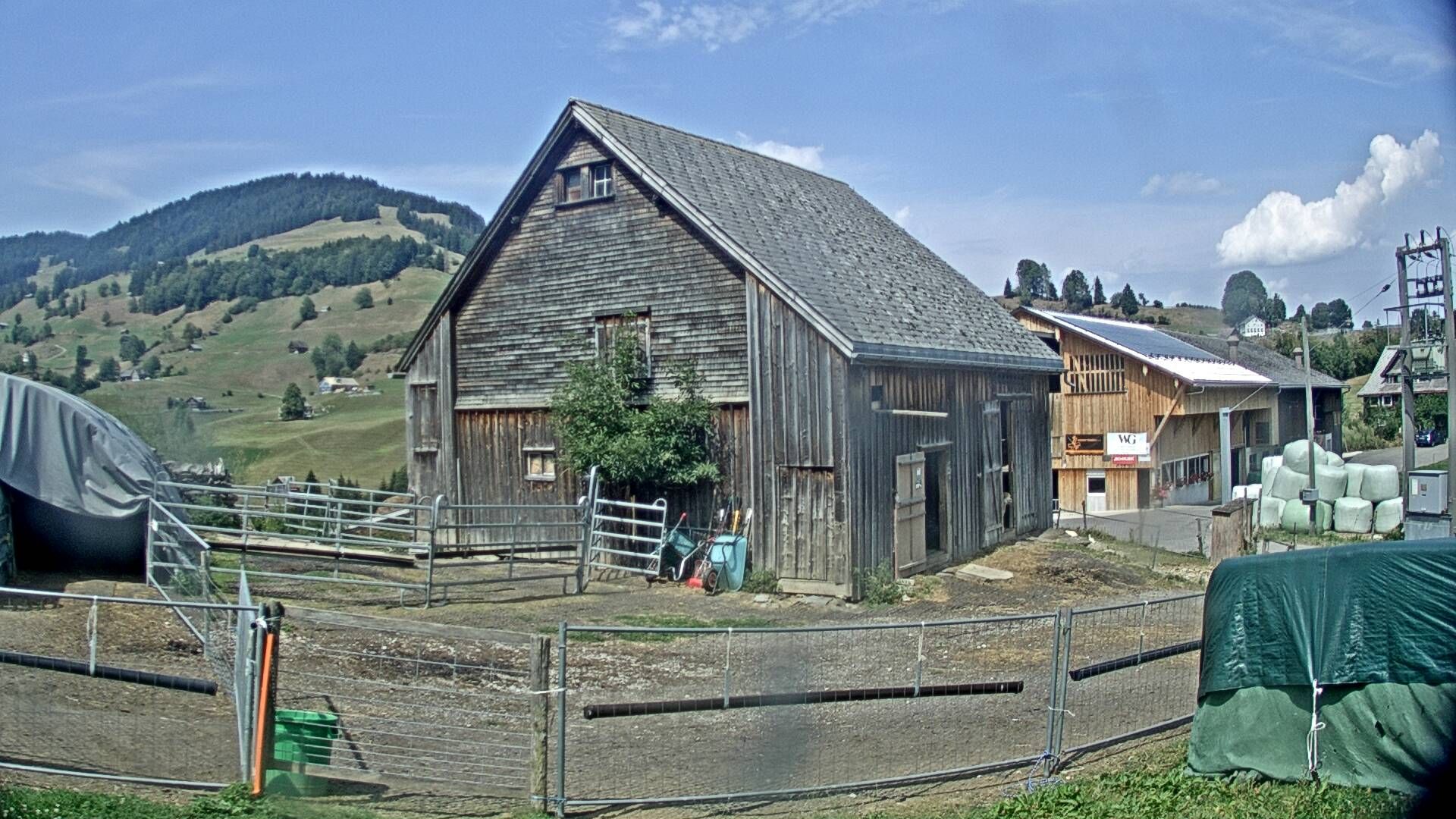 Nesslau: Stein: Toggenburg Alpakas