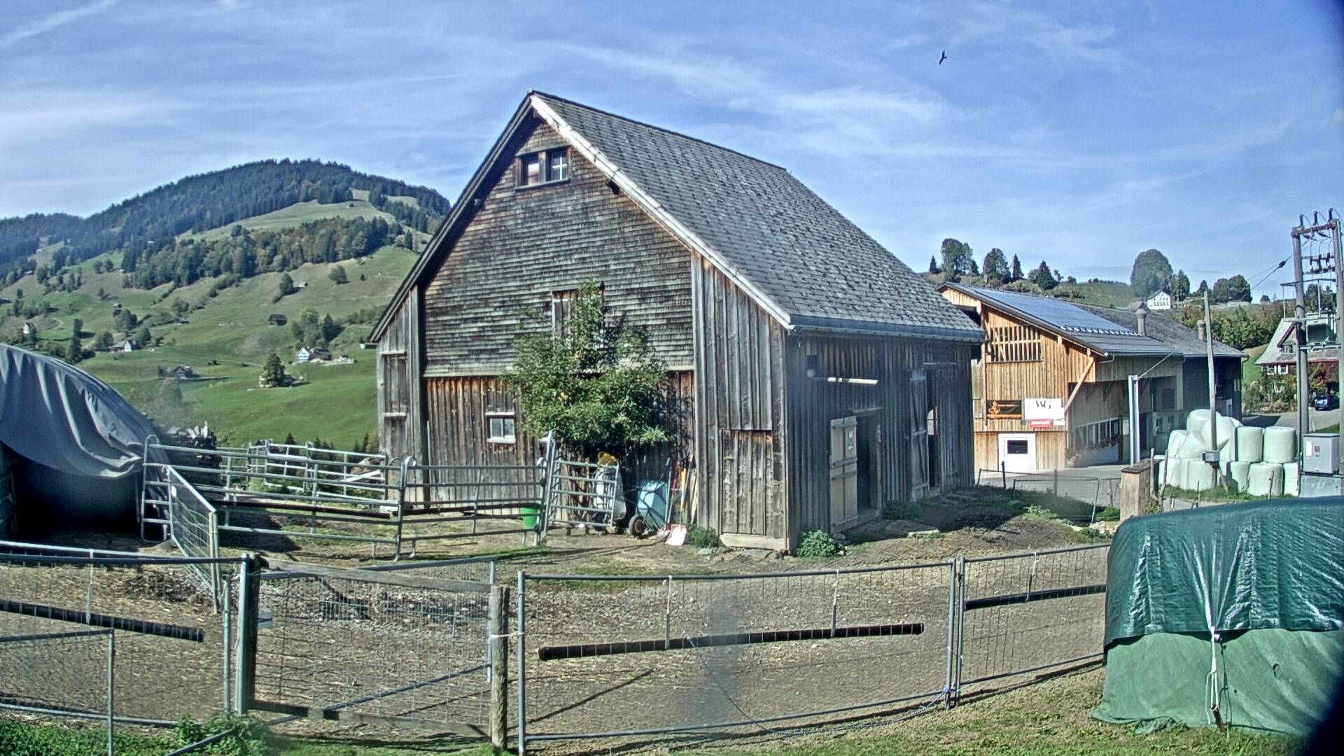 Nesslau: Stein: Toggenburg Alpakas