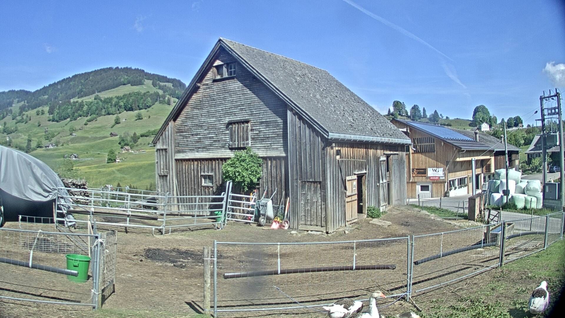 Nesslau: Stein: Toggenburg Alpakas