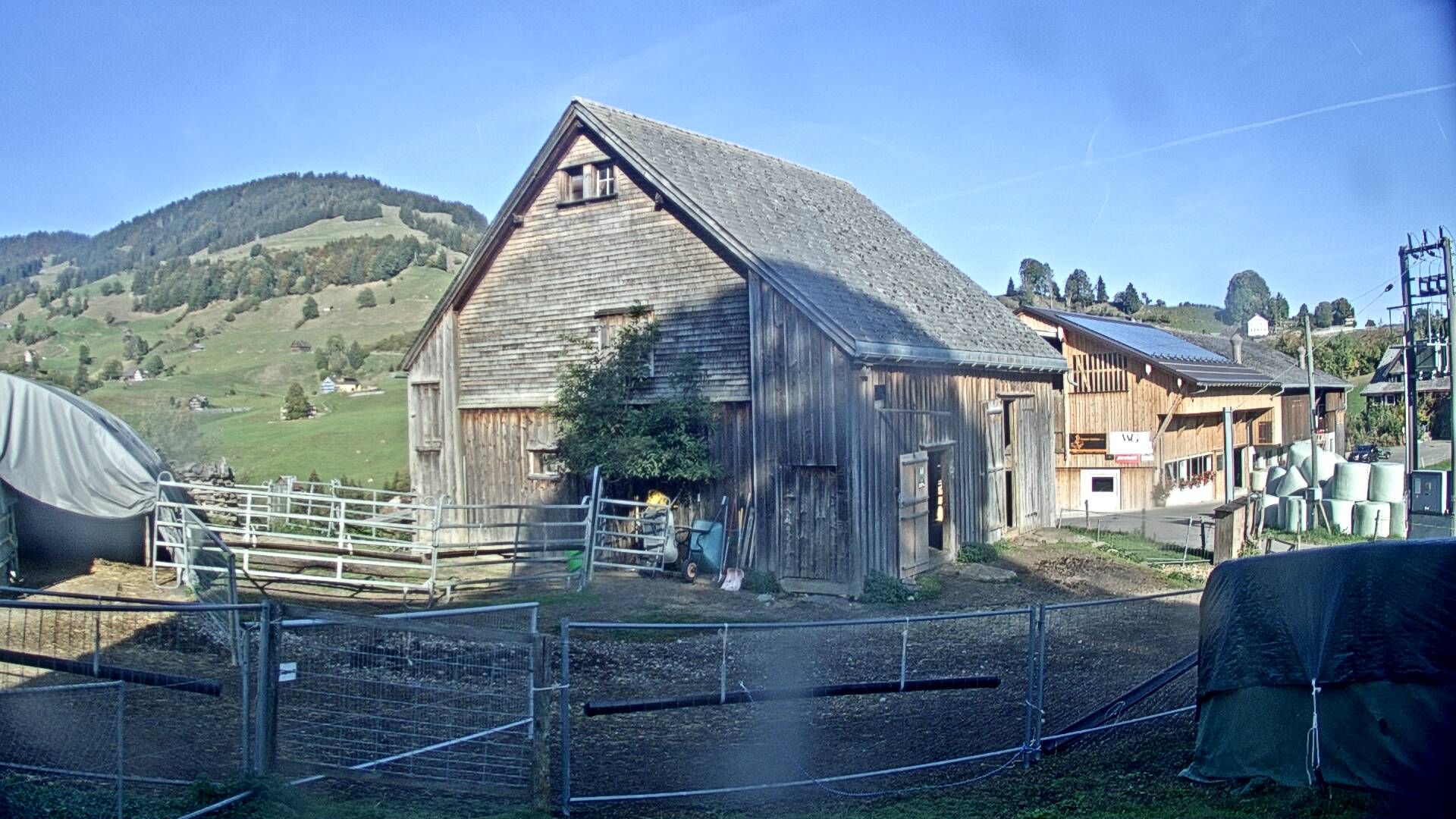Nesslau: Stein: Toggenburg Alpakas