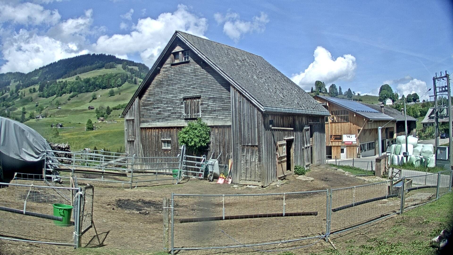 Nesslau: Stein: Toggenburg Alpakas