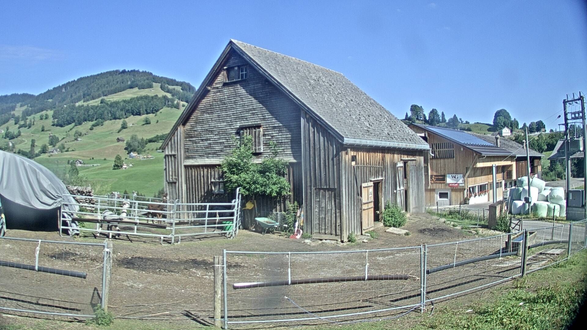Nesslau: Stein: Toggenburg Alpakas