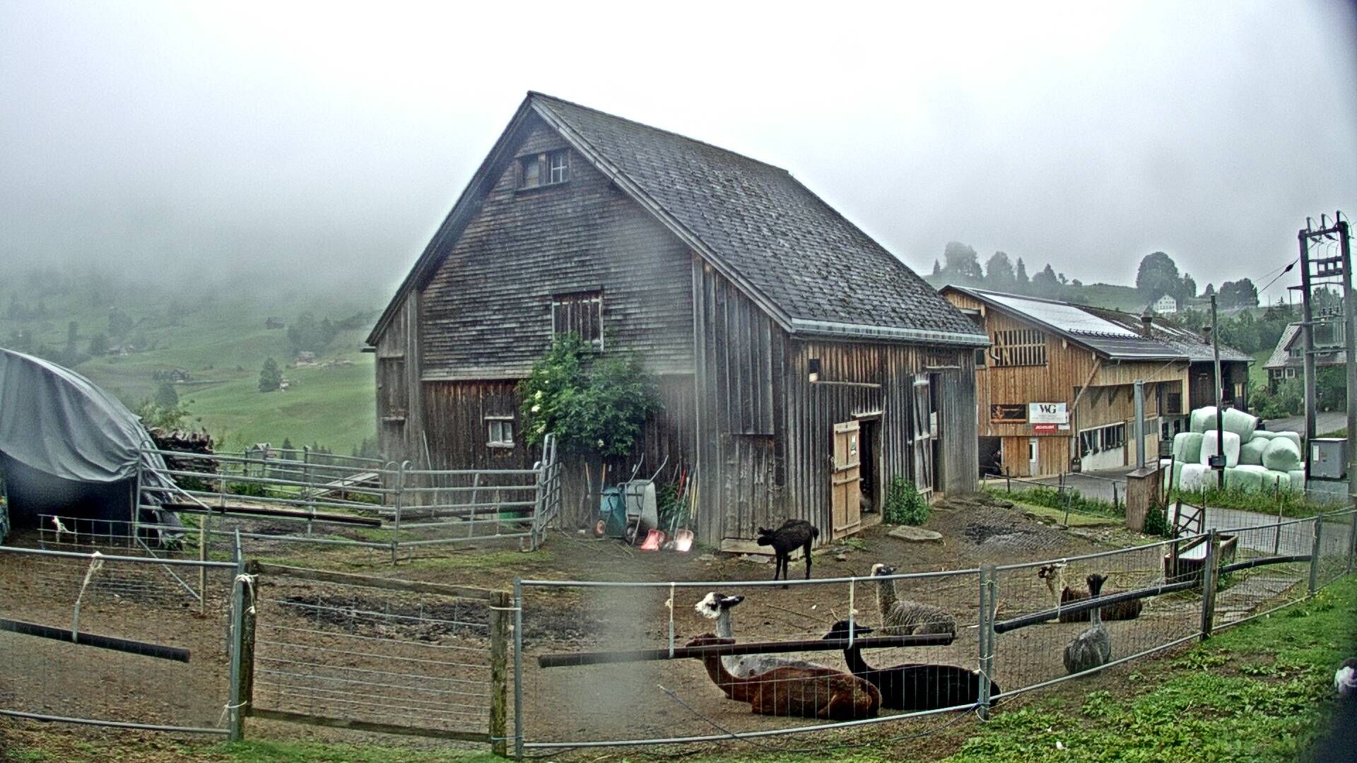 Nesslau: Stein: Toggenburg Alpakas