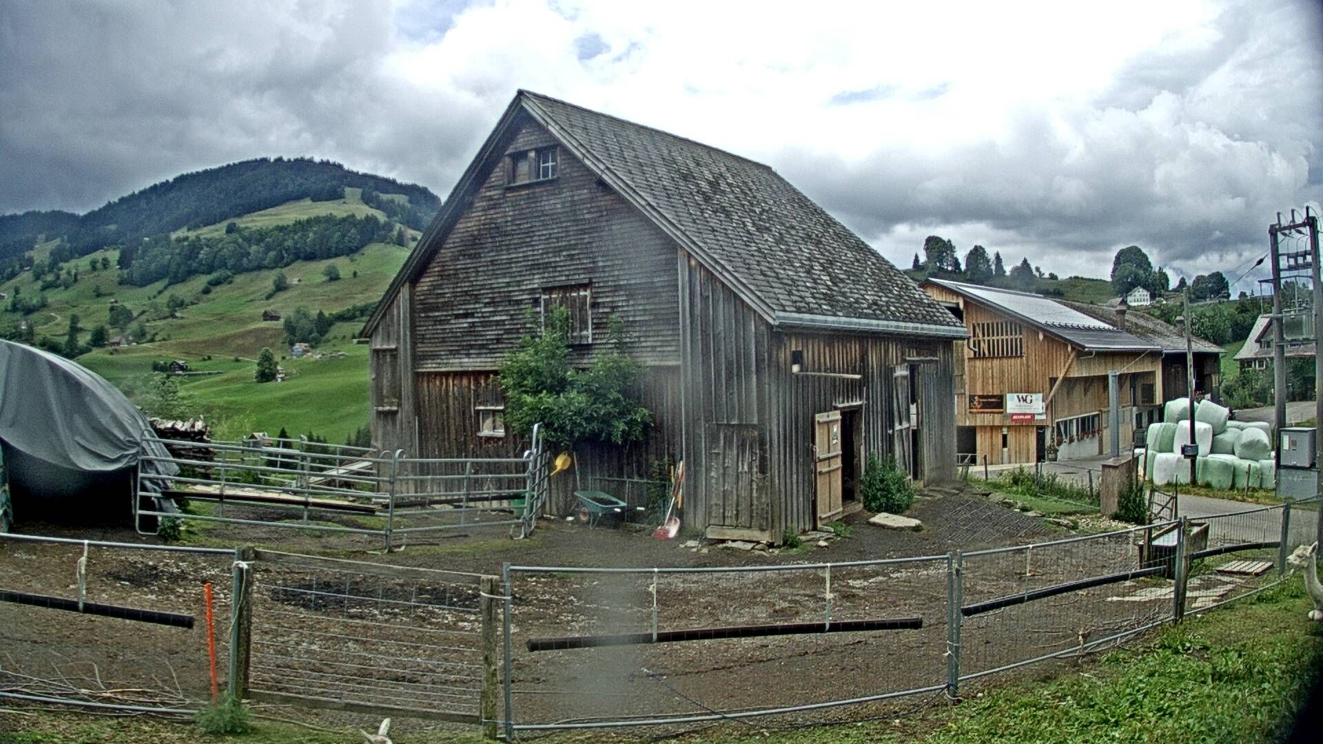Nesslau: Stein: Toggenburg Alpakas