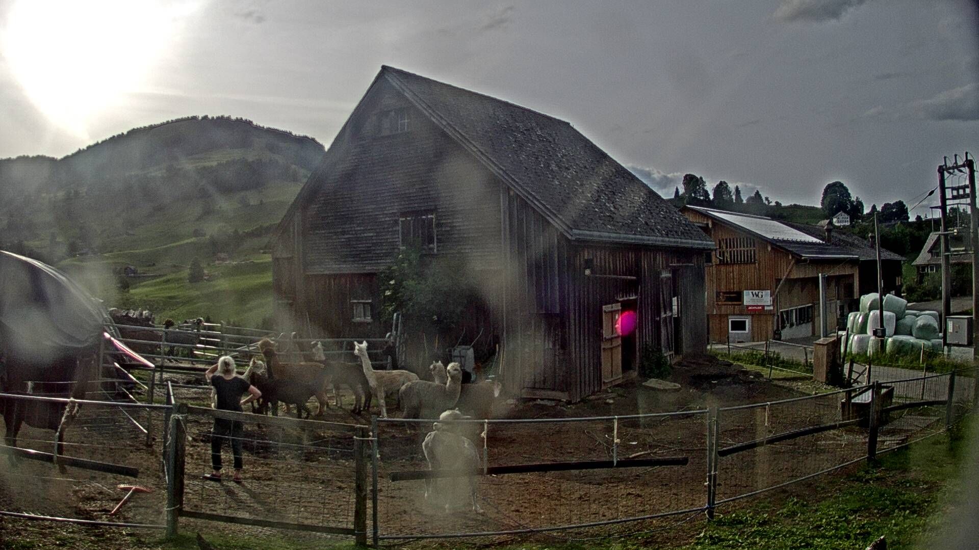 Nesslau: Stein: Toggenburg Alpakas