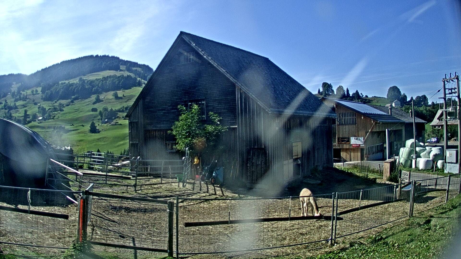Nesslau: Stein: Toggenburg Alpakas