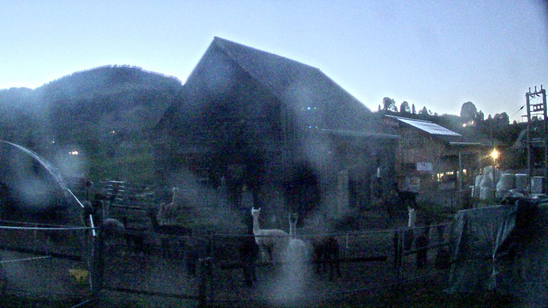 Nesslau: Stein: Toggenburg Alpakas