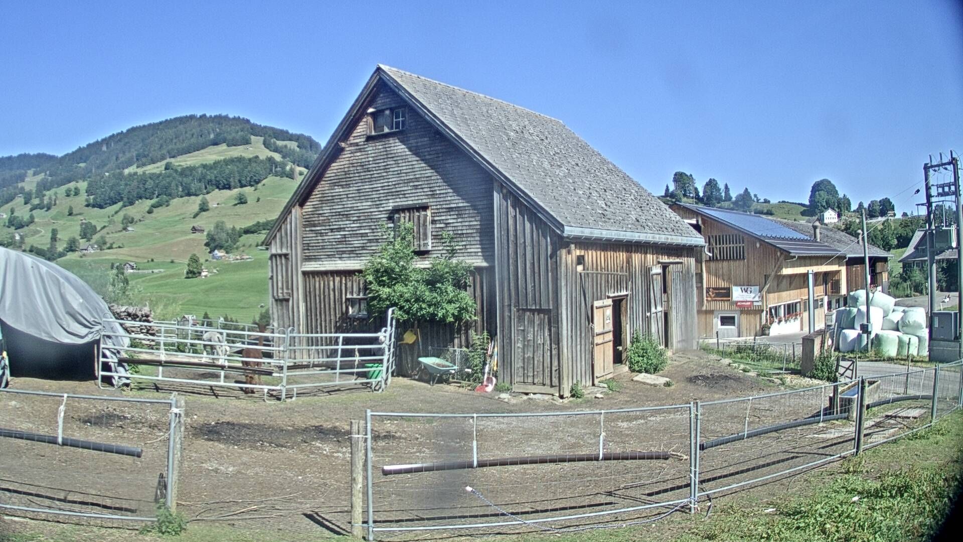 Nesslau: Stein: Toggenburg Alpakas