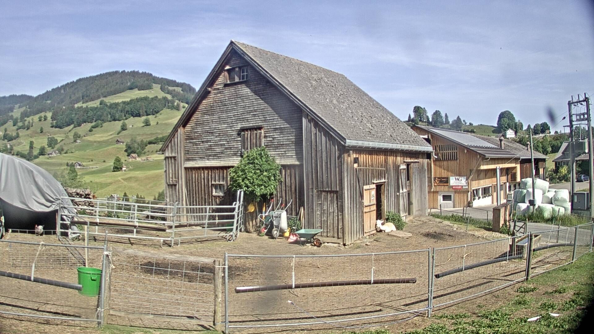 Nesslau: Stein: Toggenburg Alpakas