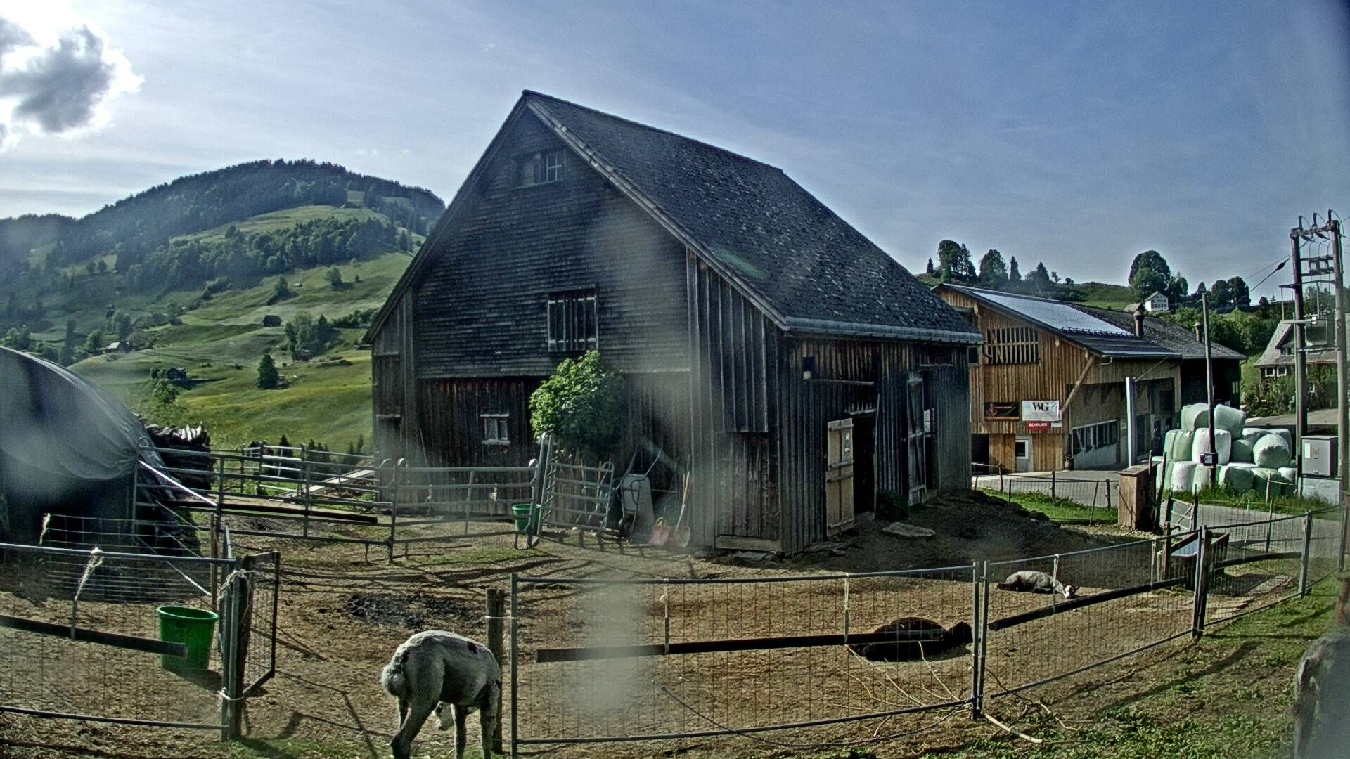 Nesslau: Stein: Toggenburg Alpakas